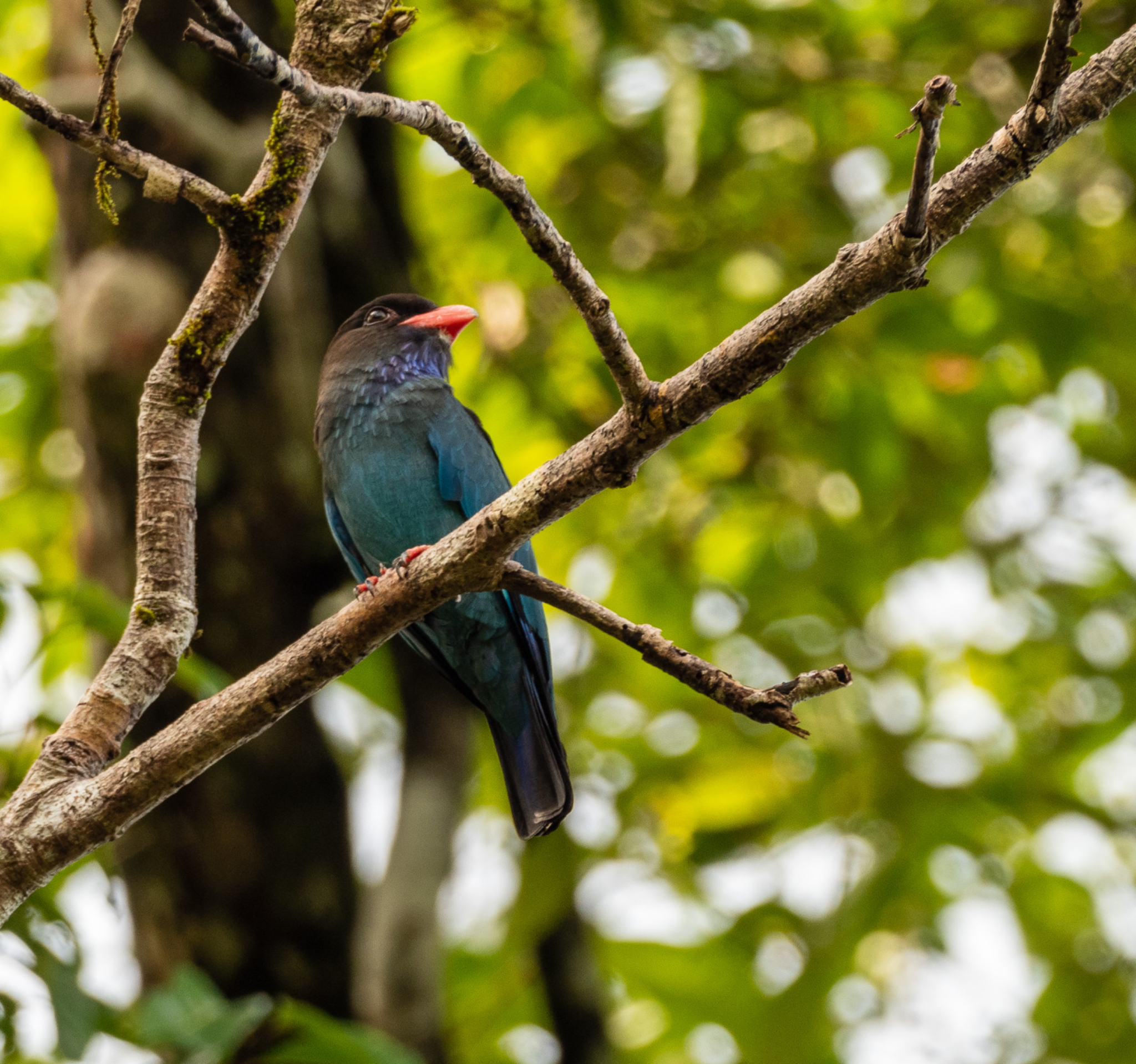 Oriental Dollarbird
